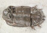 Two Basseiarges Trilobites With Cyphaspis - Jorf #46599-7